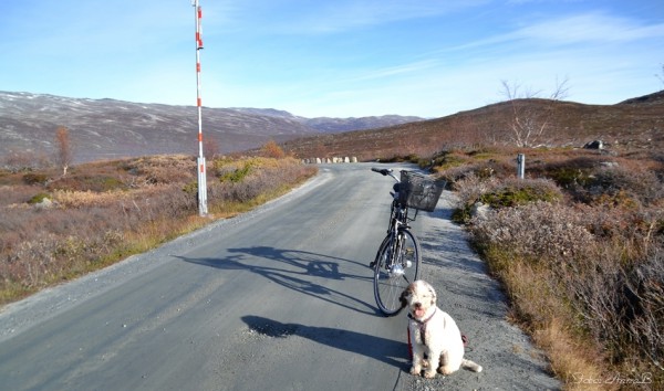 strynsfjellvegen bommen 14.10.15