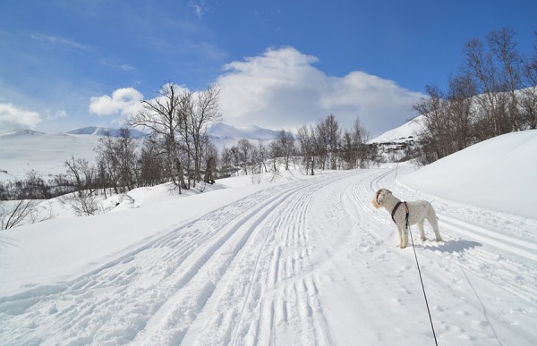 Grotli Skridulaupen ski sol