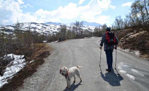 Strynsfjellvegen mot Skridulaupen 02.06.16