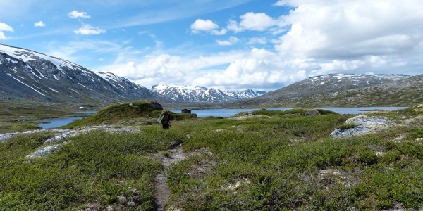 Ola-Bu fiskebu Hamsedalen Skjåk juli-16