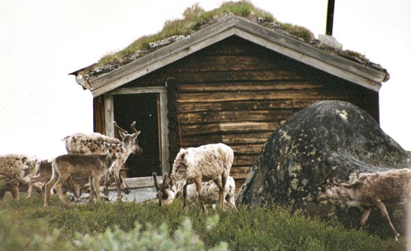 Rein ved Ola-Bu Hamsedalen