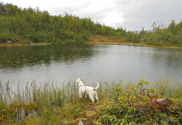 Kjostjønne 30.08.16