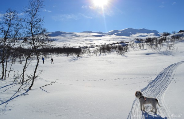 grotli skjåkfjell skridulaupen 02.03.17